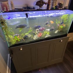 55 gallon fish tank + wood stand