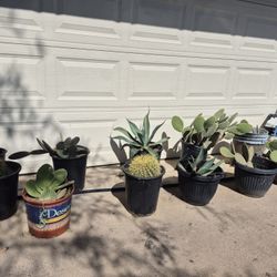 Cactus Landscape Ready 