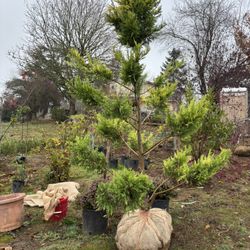 Golder Rider Pom Pom 