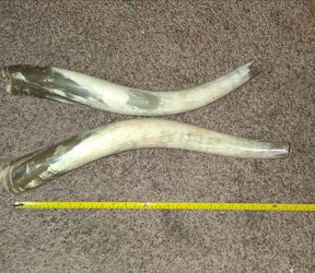 Natural 26" Bull Horn BLOWING POWDER
