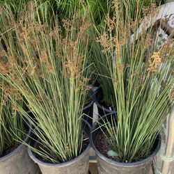 Yard Decorating Plant 5 Gallon 15$ Each