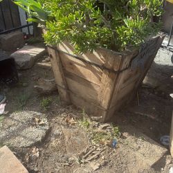 Big Plant Pots Plus Aloe Plant 