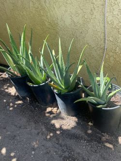 Aloe Vera plant
