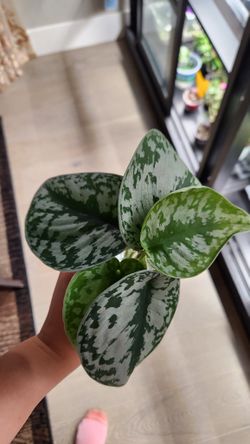 Exotica,  unrooted