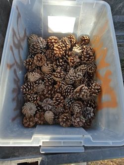 PINE CONES