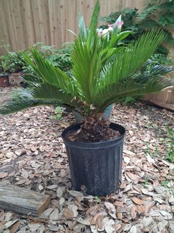 Sago Palm