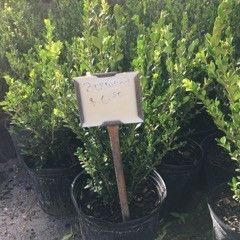 Boxwood Plant 