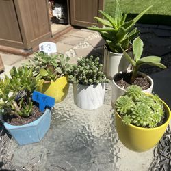 Succulent Planters