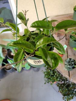 Hoya Krinckle