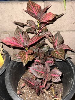 Blood leaf Plant