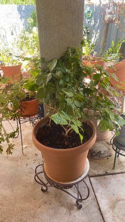Mini gardenia
