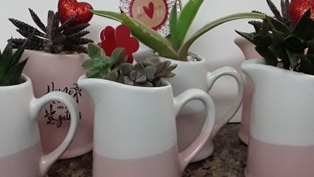 4" Pink Ceramic Jugs Planted With Succulants