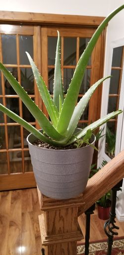 Aloe vera