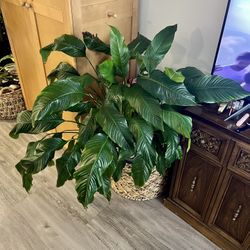 Healthy, mature Peace Lily approx. 4.7 feet tall.