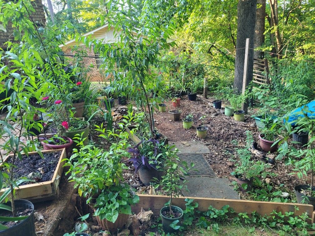 Peach Trees and More