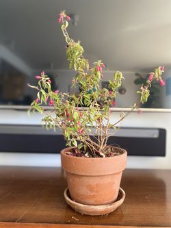 🪴BEAUTIFUL POTTED PLANTS! 🪴