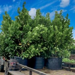 🌱Matas de Privacidad•Privacy Plants•Clusia•Podocarpus•& More.