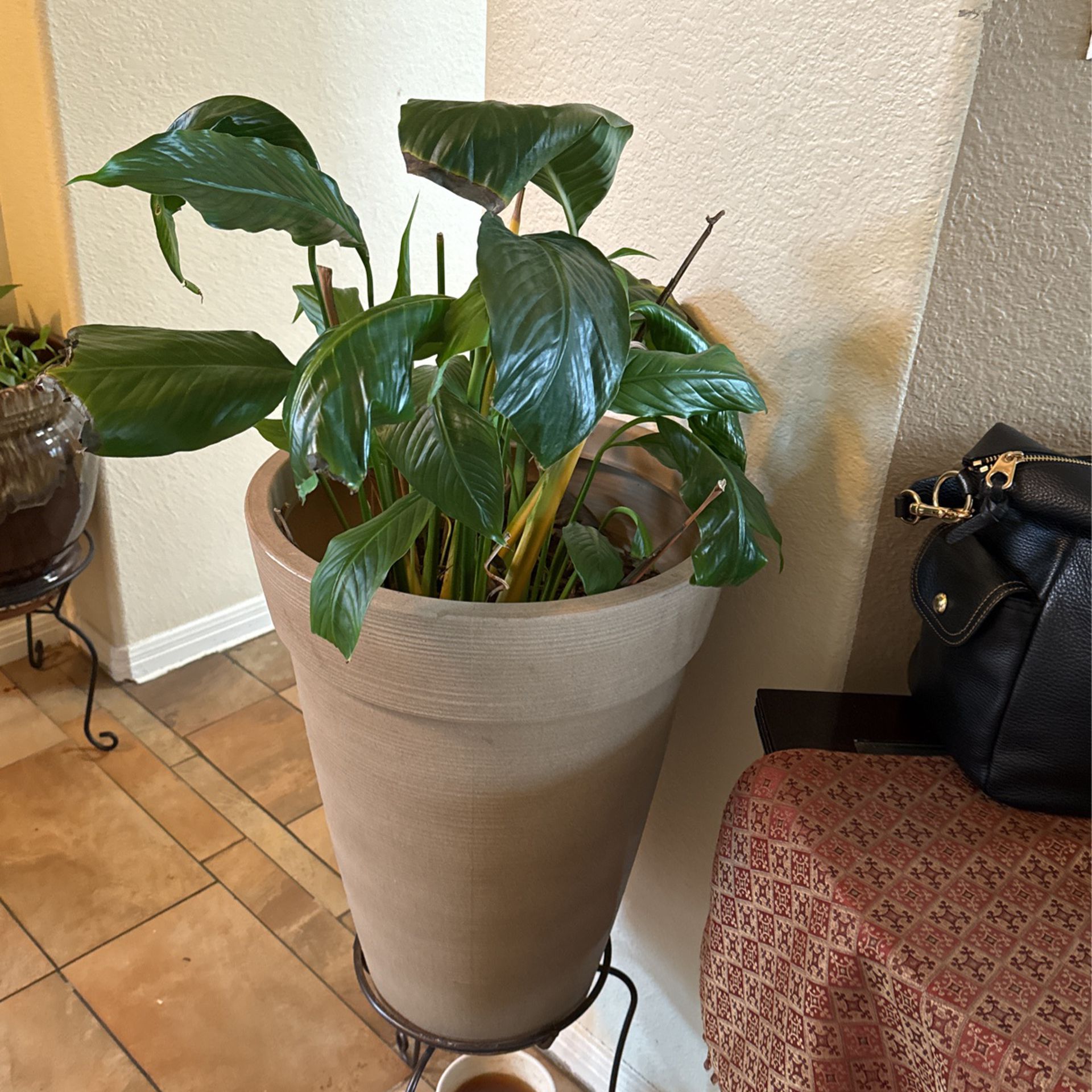 Beautiful Real Plant With Pot