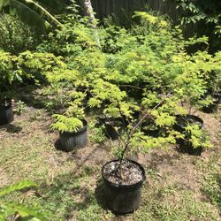 Jurema tree (Mimosa hostilis/tenuiflora)