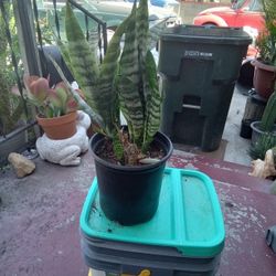 Snakeplant 