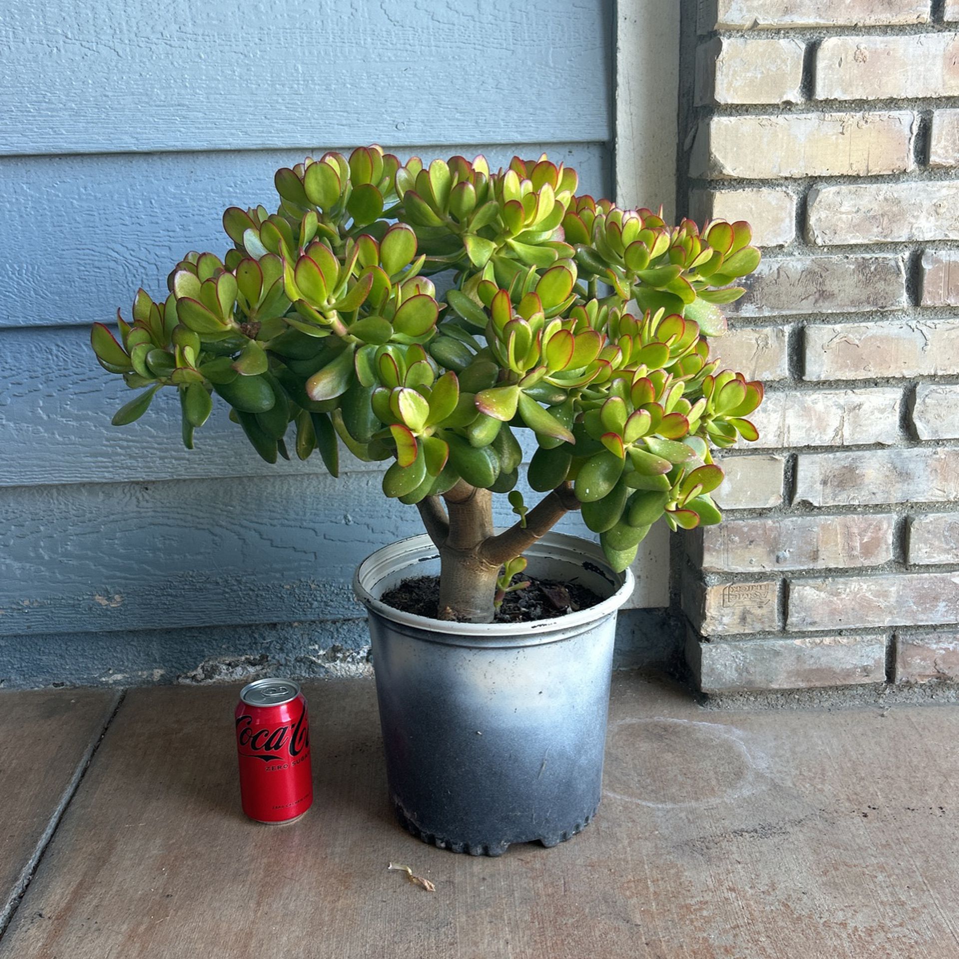 24” Tall Succulents Plant 