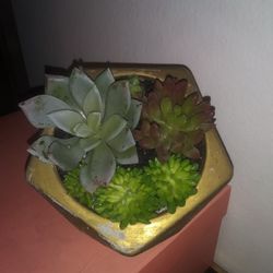 Succulent Arrangement