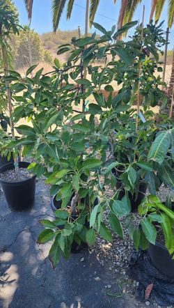 Fuerte avocado tree for sale