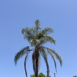 Palm Trees Trimming 