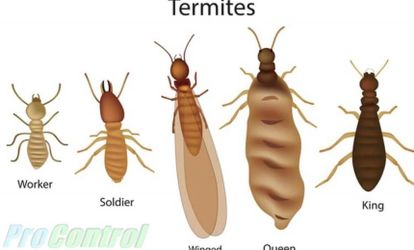 GOT TERMITES?????
