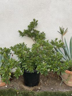 5 Pink Azalea Plants 🌺
