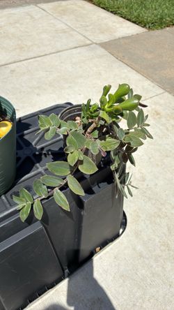 Plant