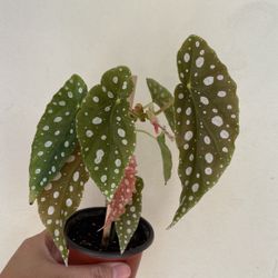Beautiful Begonia Maculata Plant