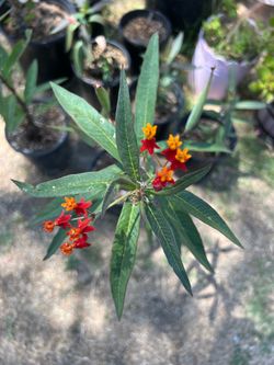 Milkweed/Monarch butterfly plants