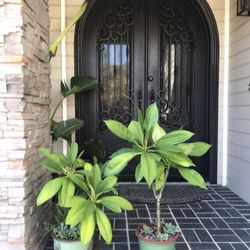 Gorgeous Hawaiian Plumerias with Succulents 