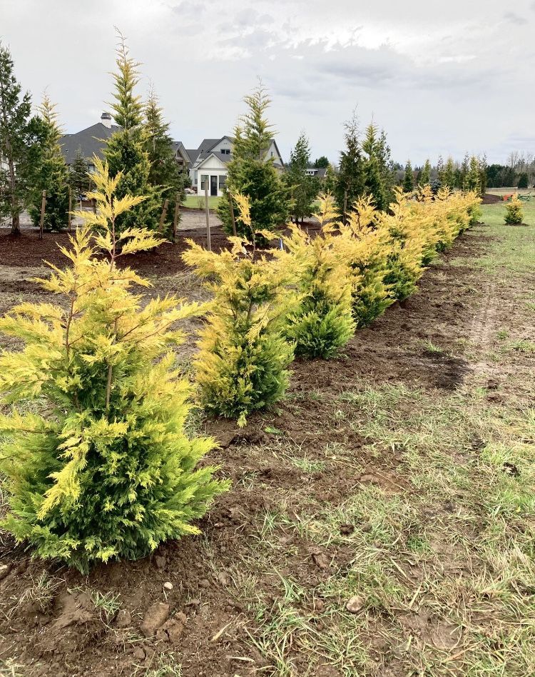 Gold Rider Cypress Tree 6-7 Feet tall for Sale in Oregon City, OR - OfferUp