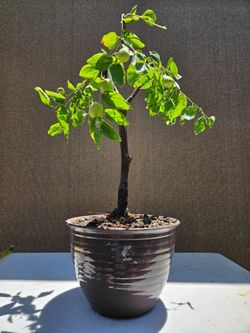 Jujube Chinese Bonsai Tree ( táo Tàu  )