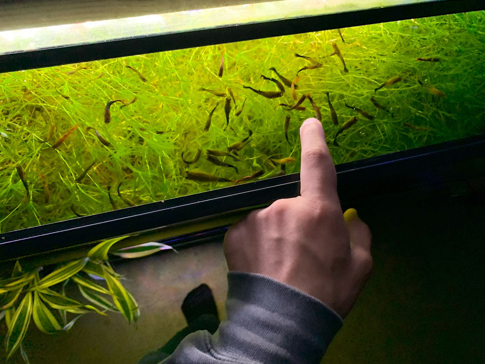 Aquarium Grass for sale