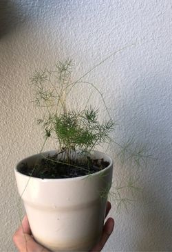 Asparagus fern plant
