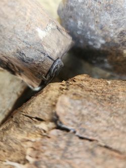 Bearded Dragon Terrarium With Insect Terrarium 