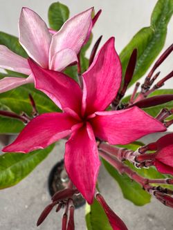 Blooming Plumeria Plant T4