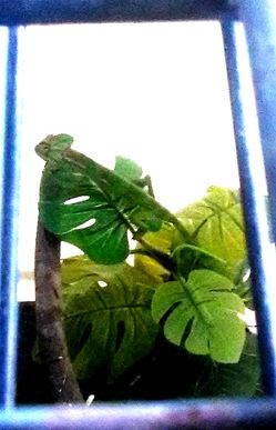 Cage 'Filler' ,and Arccessories