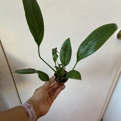 Peace Lily 