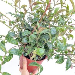 Black Pagoda Lipstick Plant 6" Pot - Indoor House Plants 