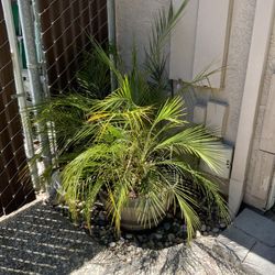 Date Palm.