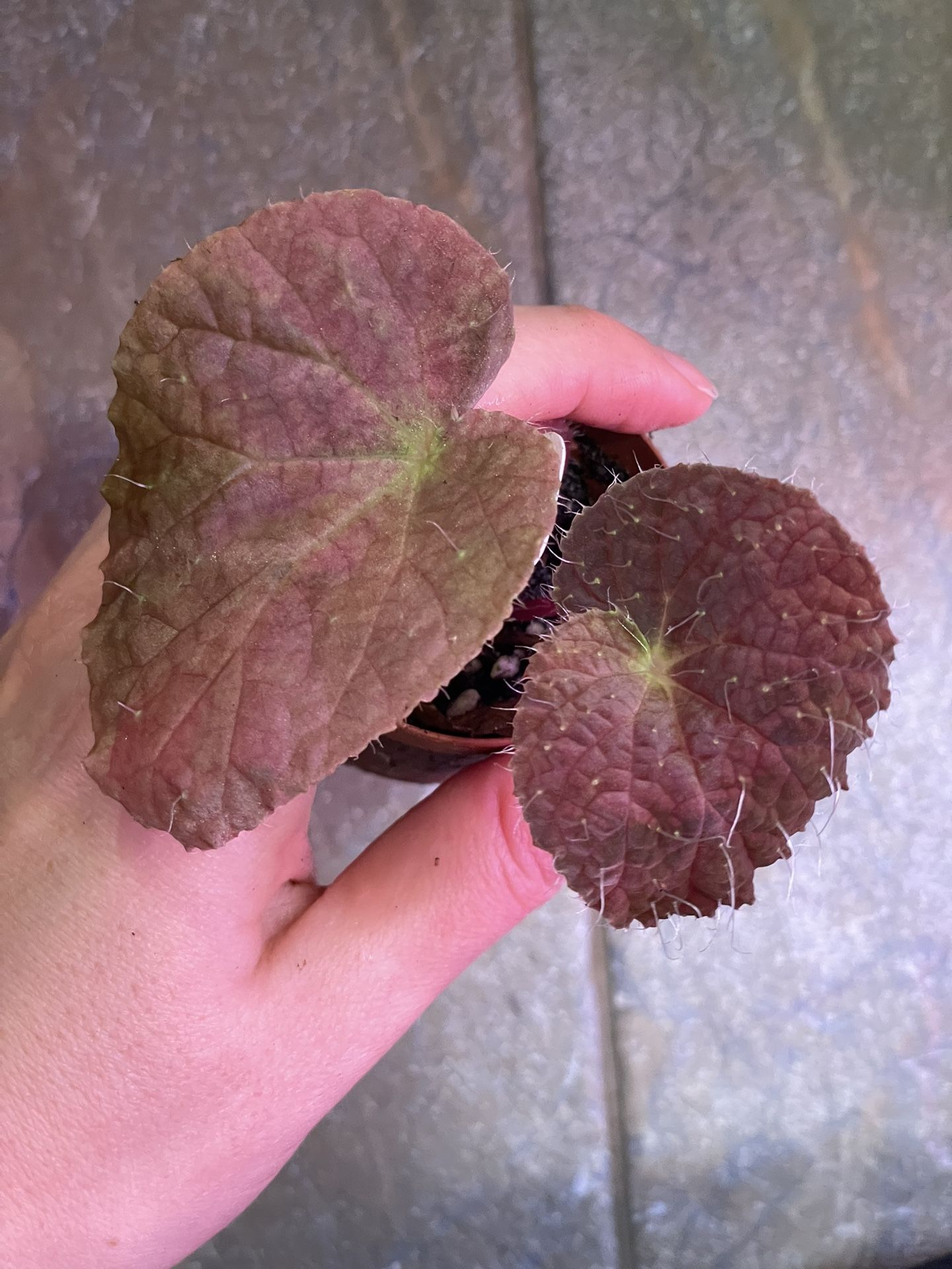 Begonia longiciliata ‘red’