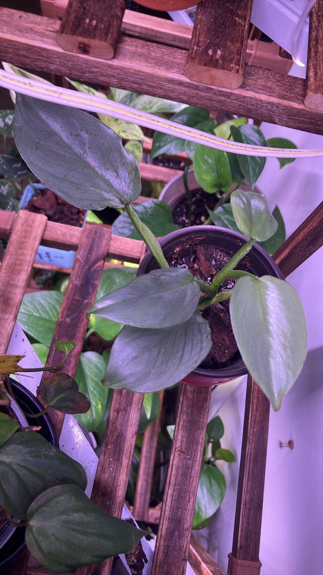 Philodendron Silver Sword