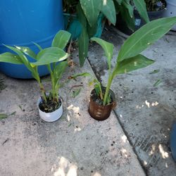 Canna Plants 