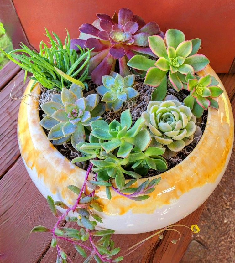 Large Ceramic Planter With Succulents