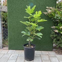 Fig Tree