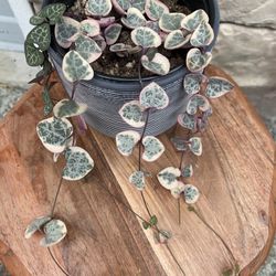 Varigated String Of Heart